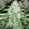 Xtreme Kush (Xtreme Seeds) Cannabis-Samen