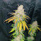Afghan Kush Regular (World of Seeds) Cannabis-Samen