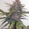 Cash Crop Auto (Cream of the crop seeds) Cannabis-Samen