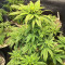 Ghost Chem OG Autoflower feminisierte Samen (Seedkeepers)