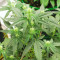 Godzilla Original Glue GG#4 feminisierte Samen (Herbies Seeds)
