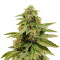 Gorilla Breath (Humboldt Seeds Organization) Cannabis-Samen