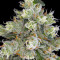 Jack Herer (Blackskull Seeds) Cannabis-Samen