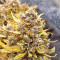 Northern Lights x Big Bud Auto (Expert Seeds) Cannabis-Samen