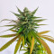 Passion #1 (Dutch Passion) Cannabis-Samen