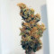 Quick Critical + (Dinafem Seeds) Cannabis-Samen