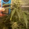 Gorilla Cookies Auto (Fast Buds) Cannabis-Samen zu verkaufen