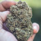 Gelato Auto Cannabis-Samen Kaufen