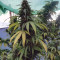 HulkBerry (RQS) Cannabis-Samen zu verkaufen