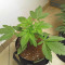 Bruce Banner Auto Cannabis-Samen Kaufen