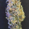 Bruce Banner #3 Cannabis-Samen Kaufen