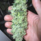 Malawi (Ace Seeds) Cannabis-Samen zu verkaufen