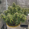 Kaufe Original Trainwreck Auto Samen feminisiert von Fast Buds