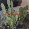 Kaufe Strawberry Pie Auto Samen feminisiert von Fast Buds