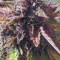 Purple Punch Auto (Fast Buds) Cannabis-Samen zu verkaufen