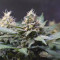 Hawaii Maui Waui (Nirvana Seeds) Cannabis-Samen zu verkaufen