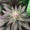LSD Cannabis-Samen Kaufen