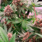 Pink Kush (Barney's Farm) Cannabis-Samen zu verkaufen