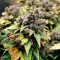 Sweet Pure Auto CBD Cannabis-Samen Kaufen