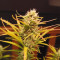 Kaufe Strawberry Pie Auto Samen feminisiert von Fast Buds