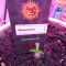 Mimosa EVO (Barney's Farm) Cannabis-Samen zu verkaufen