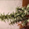 DDoS #33 Feminisierte Cannabis-Samen Kaufen