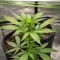 Auto Georgia Pie (Advanced Seeds)