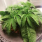 Biscotti Mintz Samen feminisiert (Barney's Farm)