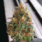 Do-Si-Dos OG (Original Sensible Seeds) Cannabis-Samen