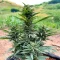 Durban Poison Autoflower feminisierte Samen (Humboldt Seed Company)