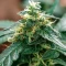 El Fuego (DNA Genetics) Cannabis-Samen
