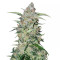 Girl Scout Cookies feminisierte Samen (Garden of Green)