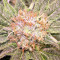 Grandaddy Purple (Big Head Seeds) Cannabis-Samen