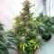 Humboldt Dream Autoflower feminisierte Samen (Humboldt Seed Company)