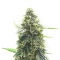 Mango Sherbert Autoflower feminisierte Samen (Humboldt Seed Company)