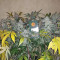 Mimosa EVO feminisierte Samen (Barney's Farm)