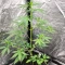 Neville's Rose Auto feminisierte Samen (Delicious Seeds)