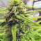 Orange Sherbet Auto feminisierte Samen (Fast Buds)