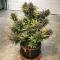 Oreoz (00 Seeds)
