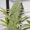 Princess Haze feminisierte Samen (Brothers Grimm Seeds)