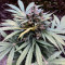 Sweet CBD Auto (Auto Seeds) Cannabis-Samen