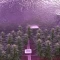 Trippy Pebbles (Big Head Seeds)
