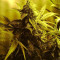 White Widow (GHS) Cannabis-Samen