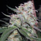 Purple Paralysis (Cream of the Crop Seeds) Cannabis-Samen