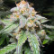 Northern Lights 10 of 10 feminisierte Samen (Seedkeepers)