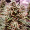 Amnesia Haze Automatic (RQS) Cannabis-Samen