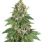 Auto Do-Si-Dos Cookies (00 Seeds) Cannabis-Samen