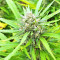 BCN Critical XXL
