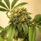 Baklava cannabis strain