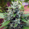 Bangi Haze (Ace Seeds) Cannabis-Samen
